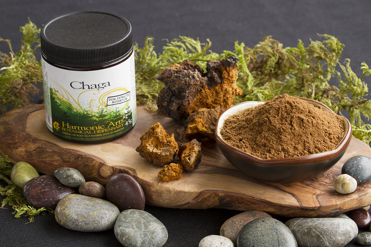 Березовый гриб чага— УДИВИТЕЛЬНЫЕ целебные свойства